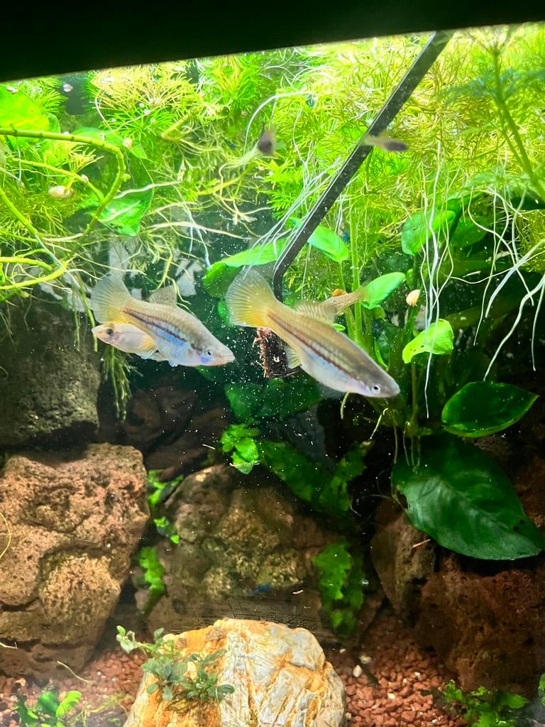 Kweek groep zwaardragers (6 Stuks), Dieren en Toebehoren, Vissen | Aquariumvissen, Vis