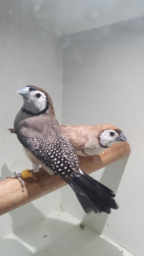 Koppel Bewezen Bichenow astrilden '23, Dieren en Toebehoren, Vogels | Overige Vogels, Meerdere dieren, Tropenvogel, Geringd