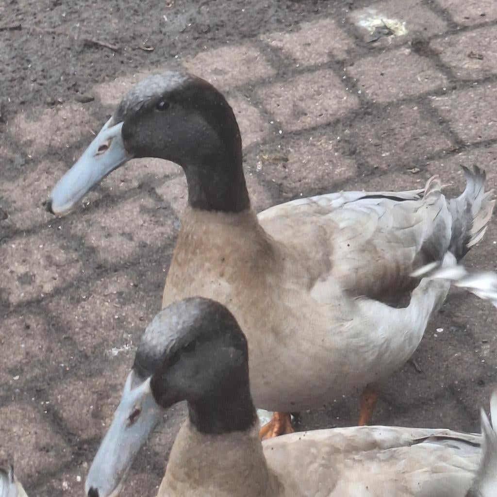 Gezocht!!!! Krombek vrouwtjes voor onze mannetjes ., Dieren en Toebehoren, Vrouwelijk, Eend