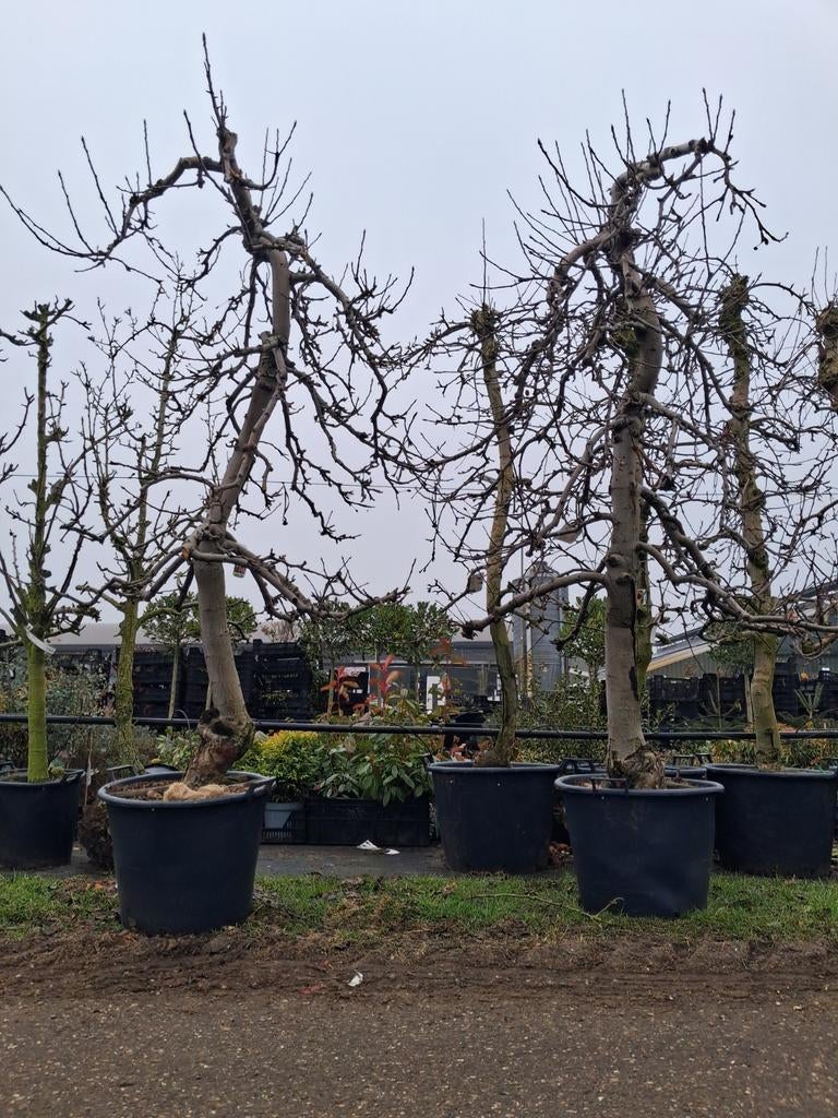 Laagstam oude appelbomen Malus domestica 'Elstar' in pot, Lente, In pot, Ophalen of Verzenden, Appelboom