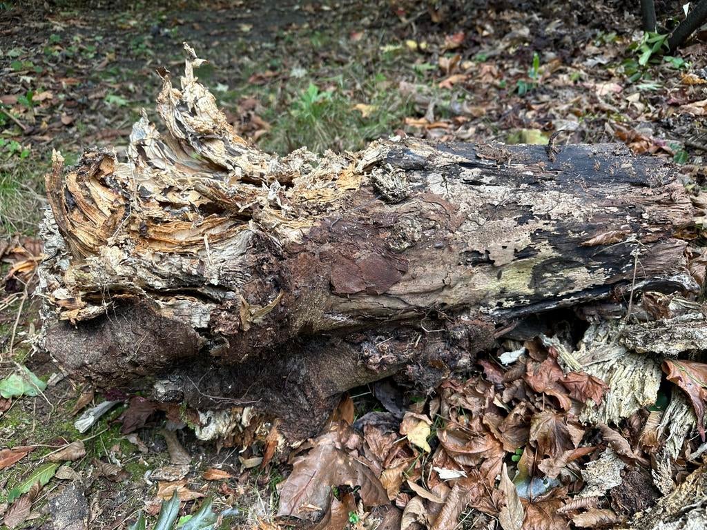 Vermolmde boomstammen -epoxy project, Ophalen