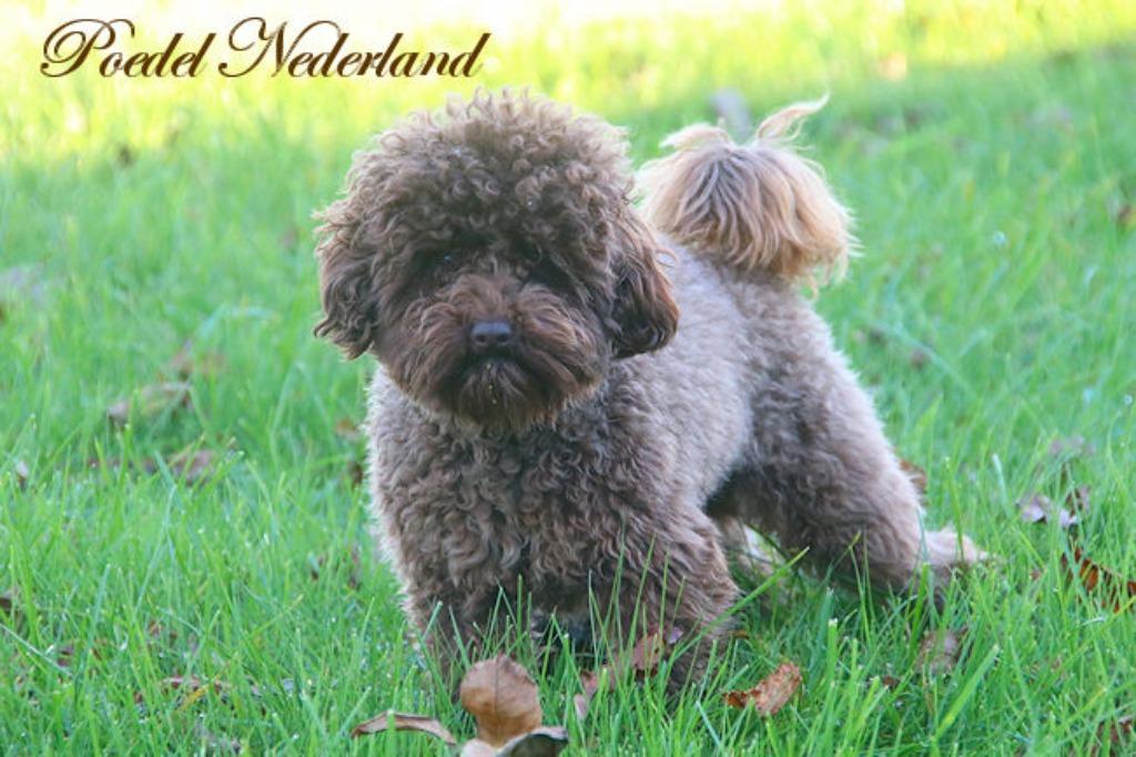 Toy poedel dekreu met EPR Pedigree, Reu, 1 tot 2 jaar, Parvo, Meerdere