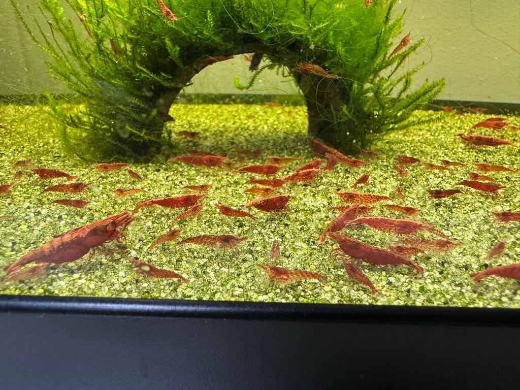 Vuur Neocaridina garnalen | Red Cherry shrimp, Kreeft, Krab of Garnaal