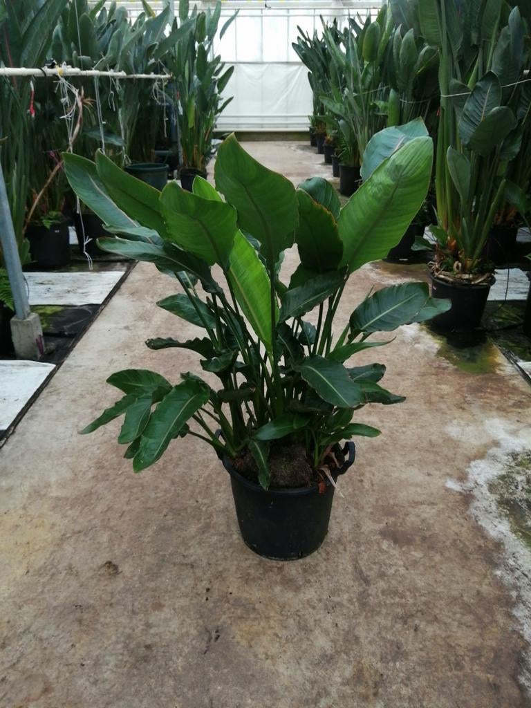 Strelitzia Reginae Kleine en Grote Kamerplant, Huis en Inrichting, Ophalen, 200 cm of meer, Overige soorten, Halfschaduw
