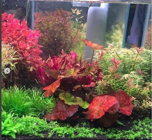 De mooiste aquariumplanten, verse planten voor in aquarium, Ophalen of Verzenden, Nieuw, Plant(en), Steen of Hout