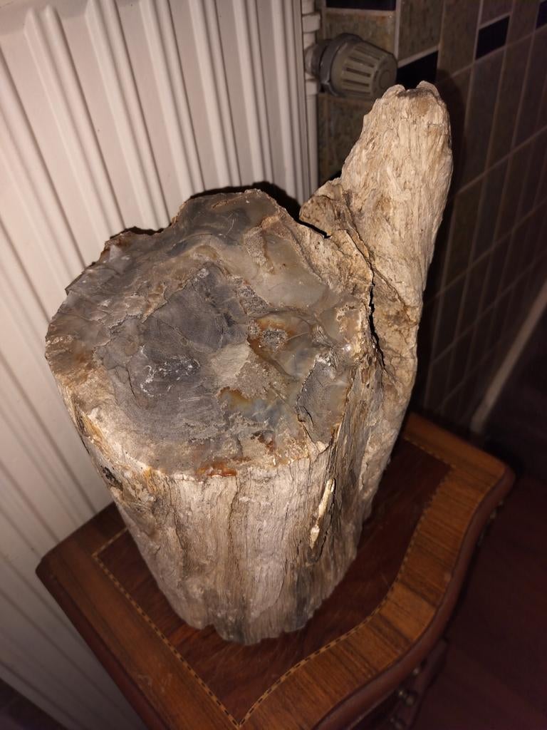 Prachtig stuk versteend hout, Ophalen, Fossiel