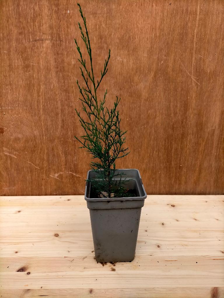 Cipres zaailing, Minder dan 100 cm, Zuilboom, Ophalen, Volle zon