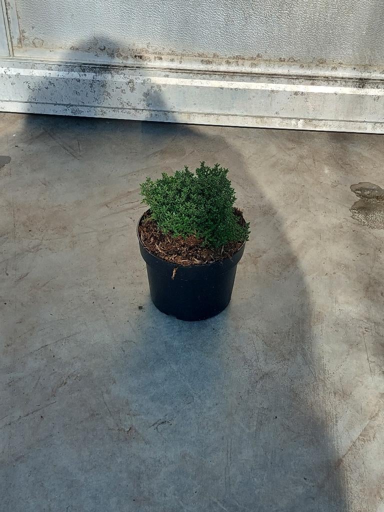 Tijm (Thymus vulgaris compacta), Ophalen, Bodembedekkers, Volle zon, Vaste plant