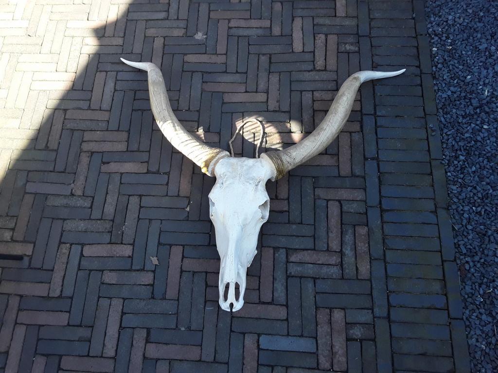 Buffel schedel  Longhorn Groot met Hoorns, Ophalen, Zo goed als nieuw