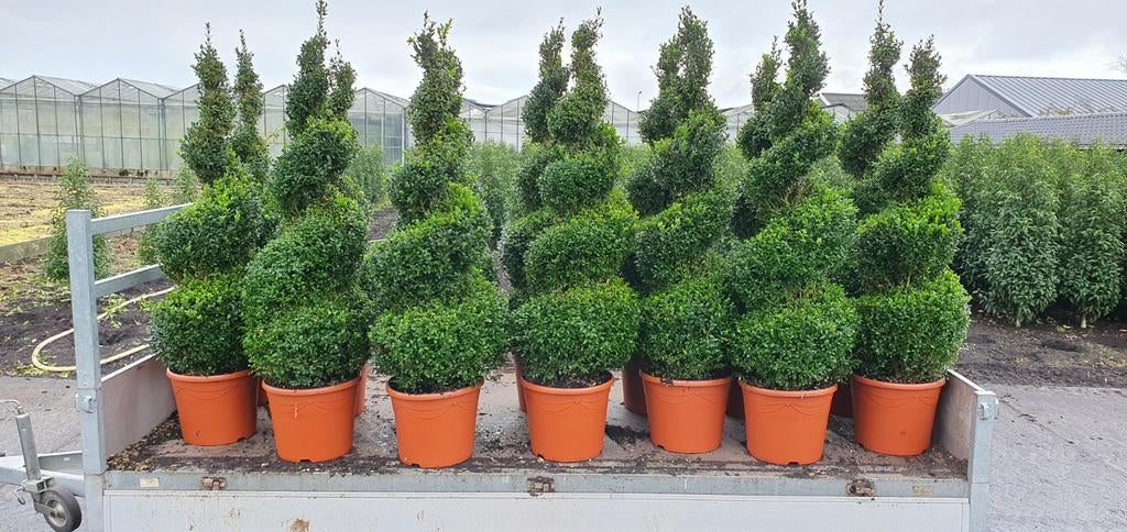 Buxus spiraal vanaf 35€, Tuin en Terras, Ophalen, Bloeit niet, Overige soorten, Volle zon