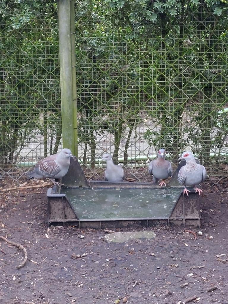 Koppel guinea duiven., Dieren en Toebehoren, Meerdere dieren