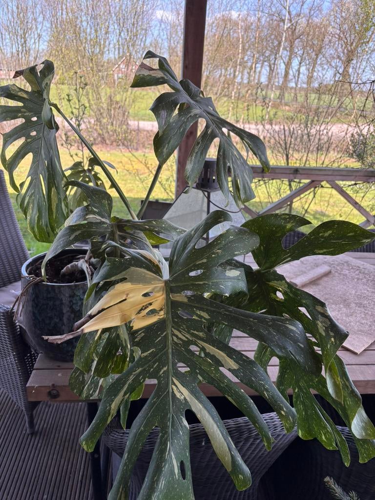 Monstera, Huis en Inrichting, Kamerplanten, Ophalen, Halfschaduw, Minder dan 100 cm