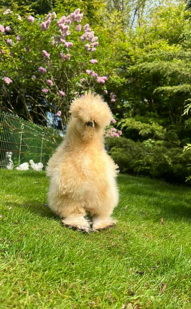 Broedeieren buff USA zijdehoen(der), Meerdere dieren, Kip