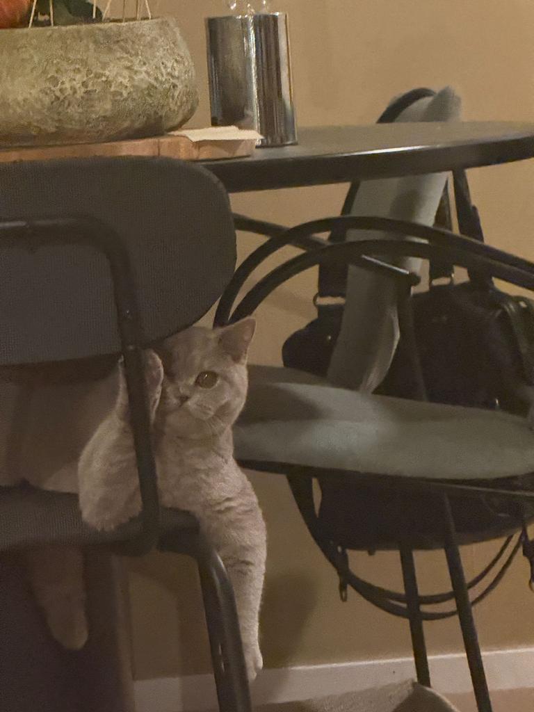 Britse Korthaar van 8 maanden oud zoekt een nieuw thuis., Dieren en Toebehoren, Katten en Kittens | Raskatten | Korthaar, Poes