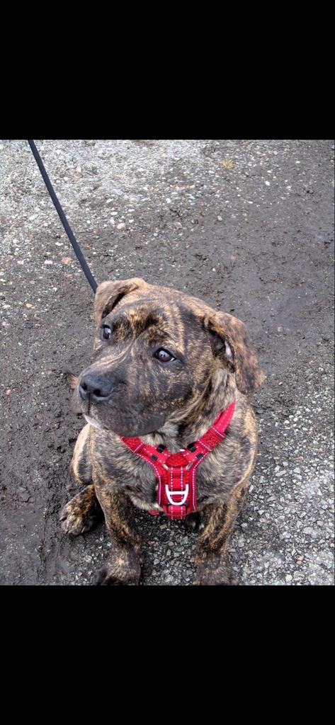 Amerikaanse stafford reu, Dieren en Toebehoren, Honden | Bulldogs, Pinschers en Molossers, Reu, CDV (hondenziekte), 1 tot 2 jaar