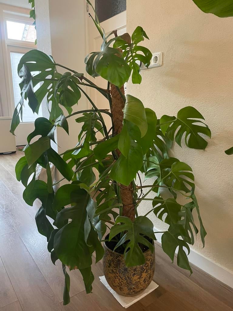 Monstera inclusief pot, Ophalen, In pot, Halfschaduw, 100 tot 150 cm