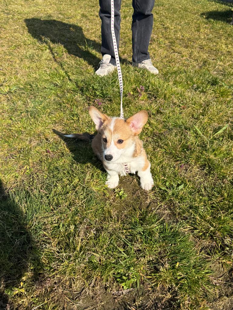 Welsh corgi Pembroke pup, Dieren en Toebehoren, Honden | Herdershonden en Veedrijvers, Particulier, 15 weken tot 1 jaar, Reu, Parvo