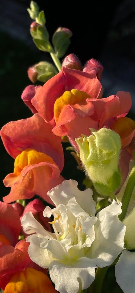 Potomac Orange Leeuwenbek Anthirrhinum Majus Zaden, Verzenden, Voorjaar, Volle zon, Zaad