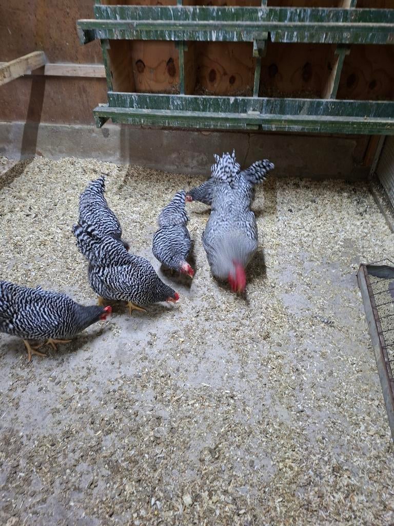 Amrock kriel eitjes, Dieren en Toebehoren, Vrouwelijk, Kip