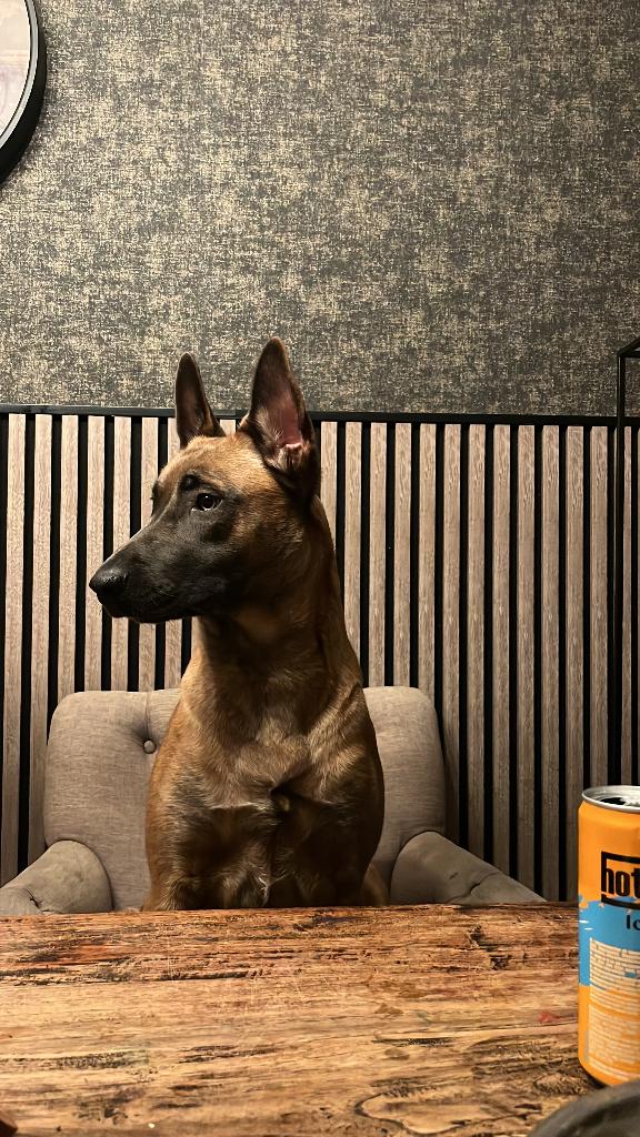 mechelse herder pups  nog 2 reuen, Dieren en Toebehoren, Honden | Herdershonden en Veedrijvers, Meerdere dieren, Herder, Particulier