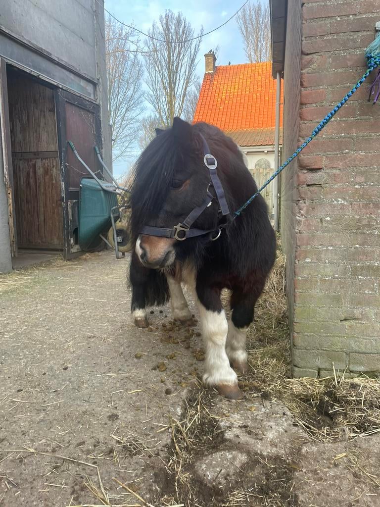 Shetlander Hengstje Bont 4 jaar, Dieren en Toebehoren, Pony's, Ruin, A pony (tot 1.17m)