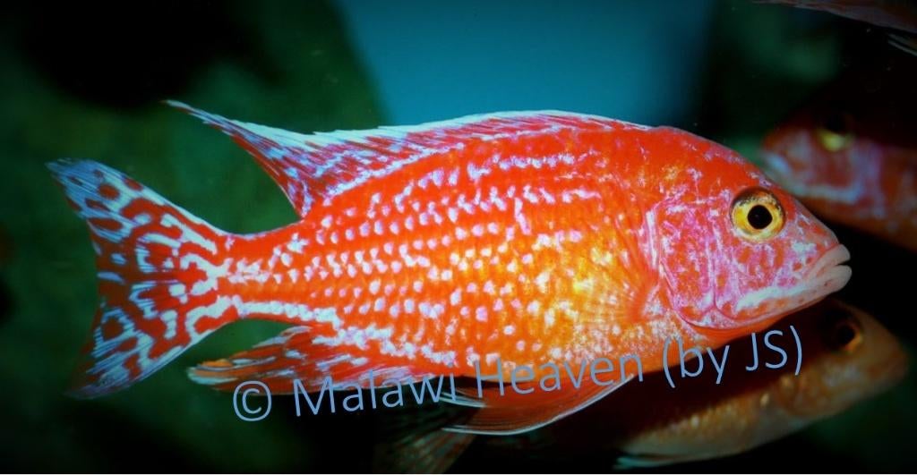 Aulonocara Fire Fisch malawi cichliden, Vis, Zoetwatervis, Schoolvis