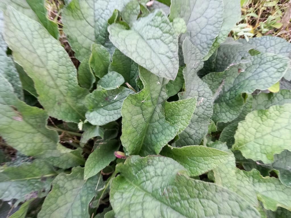 biologische smeerwortel  Symphytum officinale, Tuin en Terras, Planten | Tuinplanten, Overige soorten, Volle zon, Vaste plant