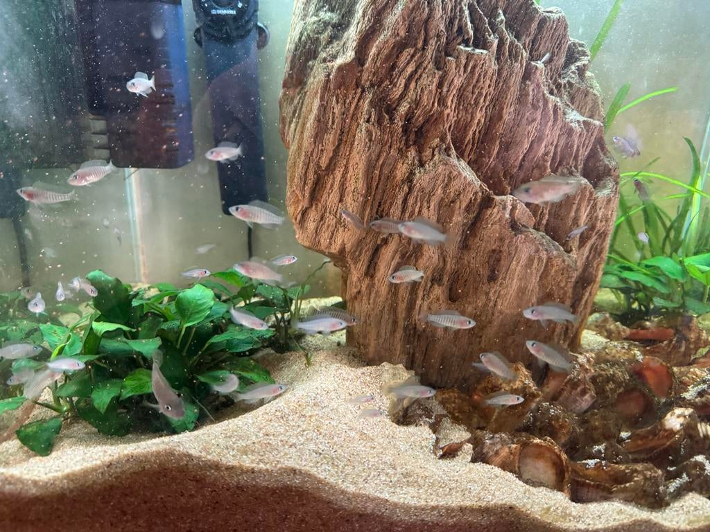 Neolamprologus multifasciatus groep, Dieren en Toebehoren, Vissen | Aquariumvissen, Vis