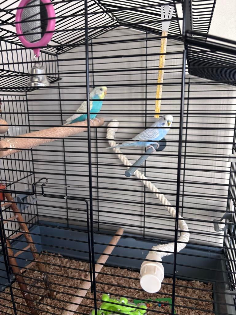 2 grasparkieten inclusief kooi, Mannelijk, Parkiet