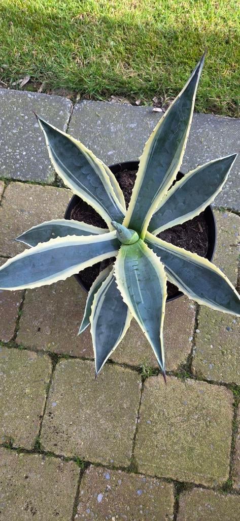 Bonte Agave Americana Variegata, Tuin en Terras, Ophalen, Bloeit niet, Overige soorten, Volle zon