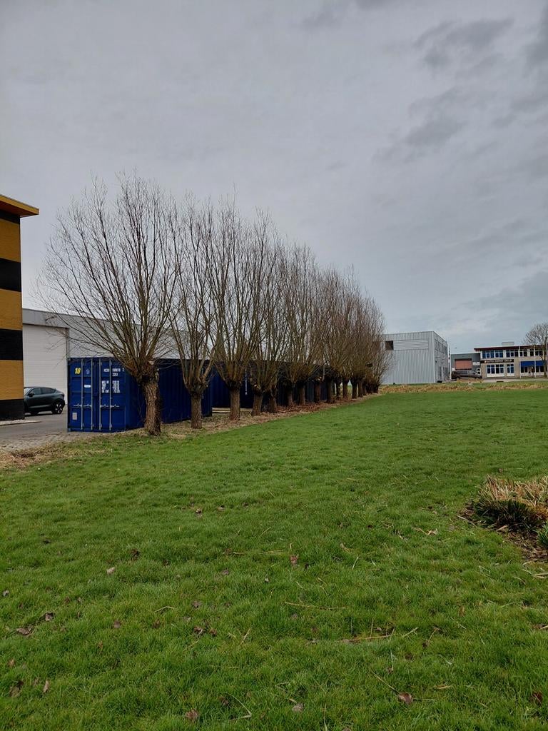 Wilgentakken...mooie partij gratis, Ophalen, Pietje wilgeknot, Knot@wilg.nl, Knotstraat 11