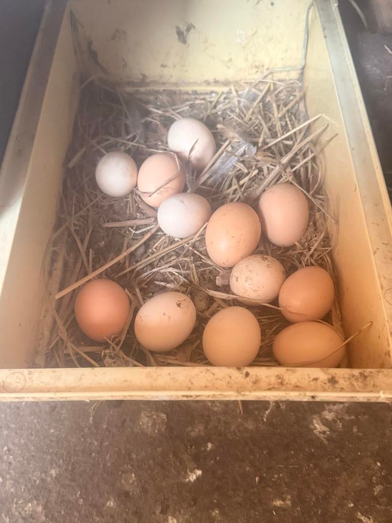 Broedeieren Cochin, Dieren en Toebehoren, Ophalen of Verzenden, Nieuw, Overige typen