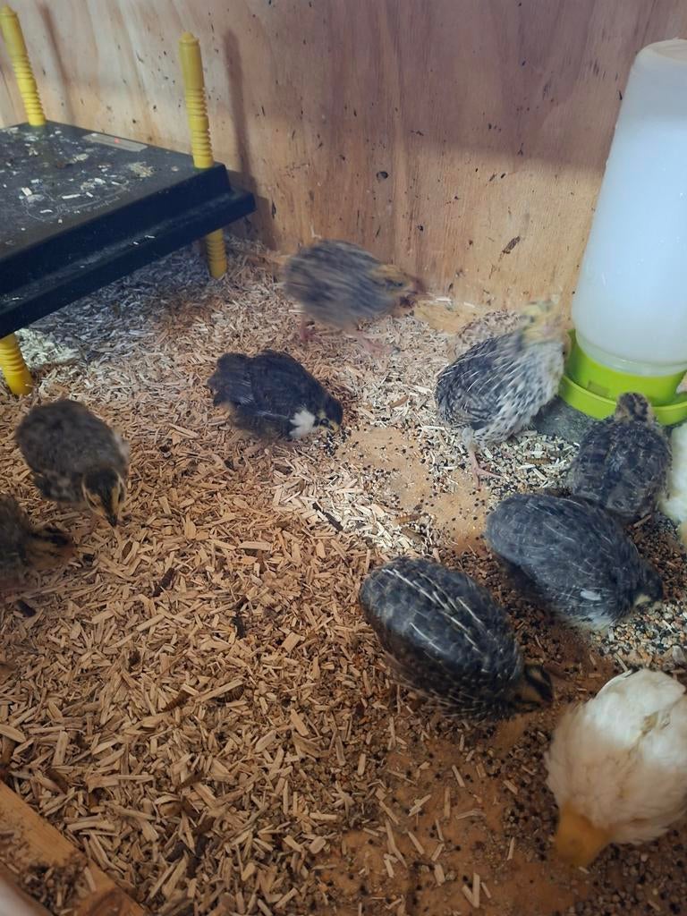 Japanse kwartels bonte mix. 16-03 uit ei gekropen, Dieren en Toebehoren, Meerdere dieren, Overige soorten