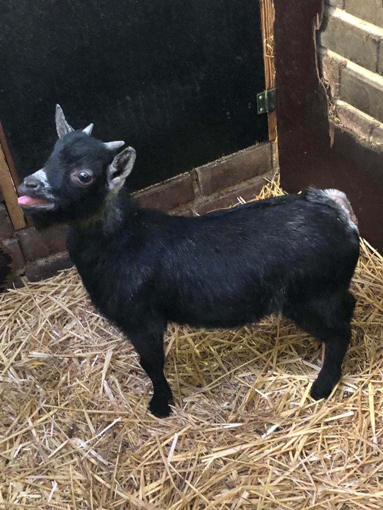 Zeer fraai zwart schimmel dwerg bokje, Mannelijk, Geit