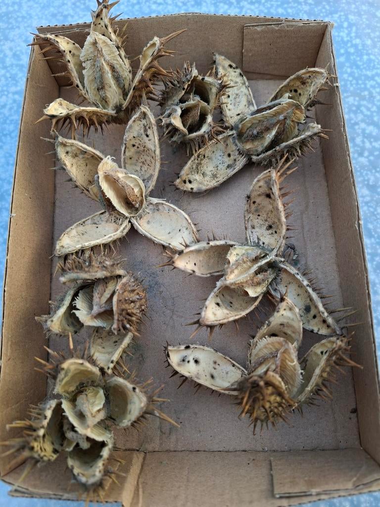 Knutsel artikel, Ophalen of Verzenden