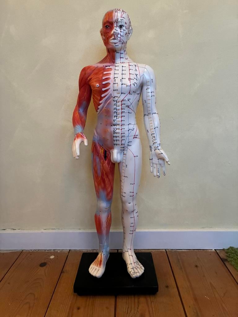 Acupunctuur model / meridianen pop, Ophalen of Verzenden, Zo goed als nieuw, Overige typen