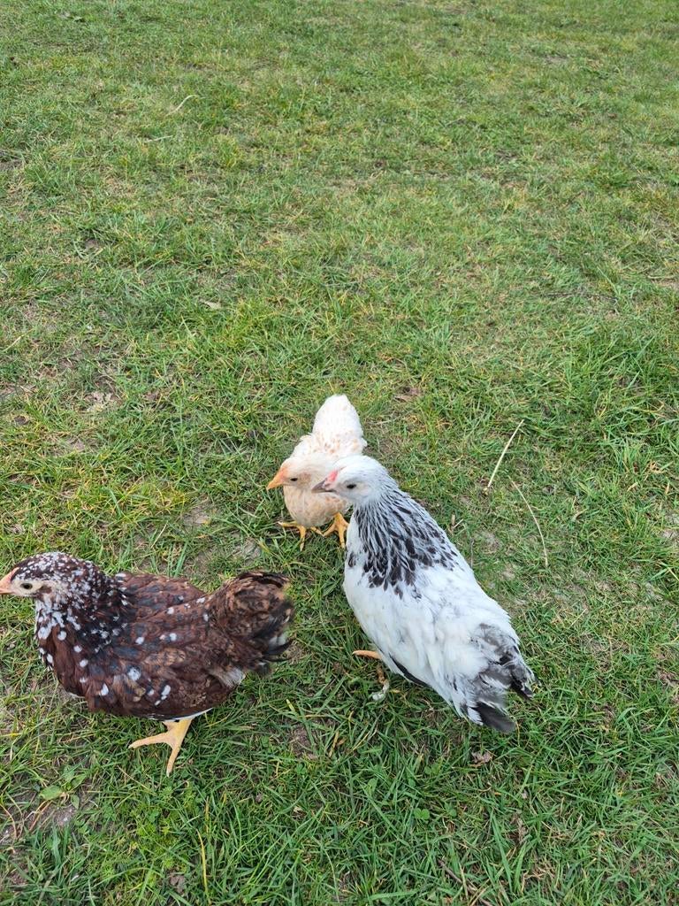 Wyandotte kriel hennen januari 2026, Vrouwelijk, Kip