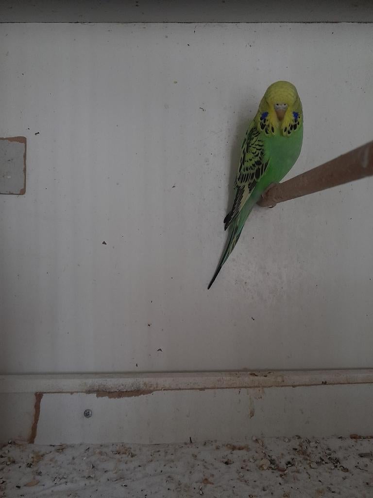 Een    mooie    jonge   engele    parkiet, Vrouwelijk, Parkiet