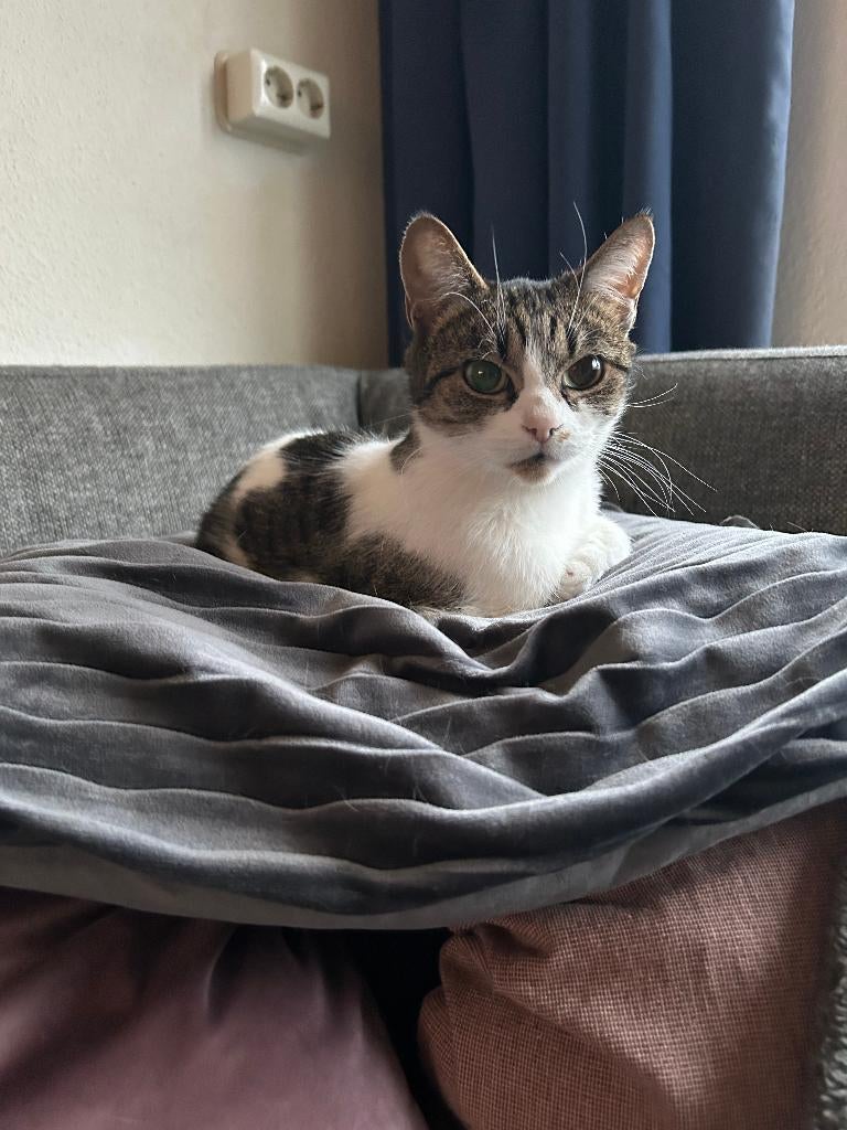 Poes zoekt een nieuw huisje, Dieren en Toebehoren, Katten en Kittens | Overige Katten, Poes, Kortharig, 6 jaar of ouder