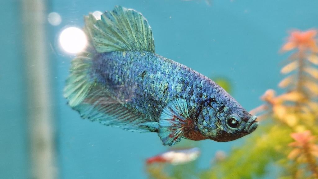 3 betta mannen, Vis, Zoetwatervis