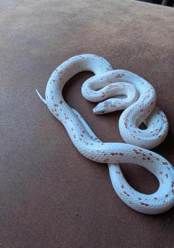 Korenslang Corn Snake - female for sale from Adam