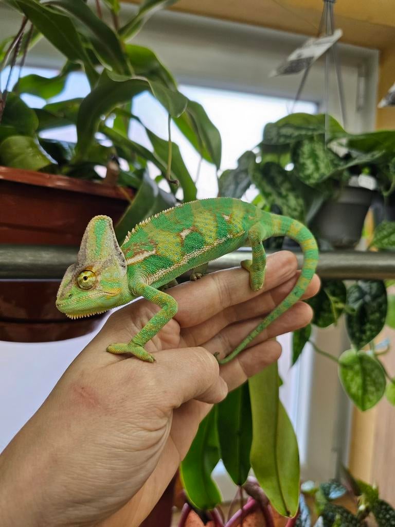 Prachtige halfwas Jemen kameleons ! Meerdere mannen/vrouwen Chameleon - female for sale from Terra-amphibia