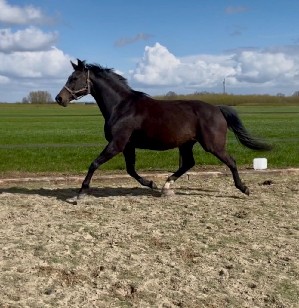 Fok merrie Johnson x Metall, drachtig van Odin 10-05-2026, Dressuurpony, Zadelmak, Met stamboom, 11 jaar of ouder