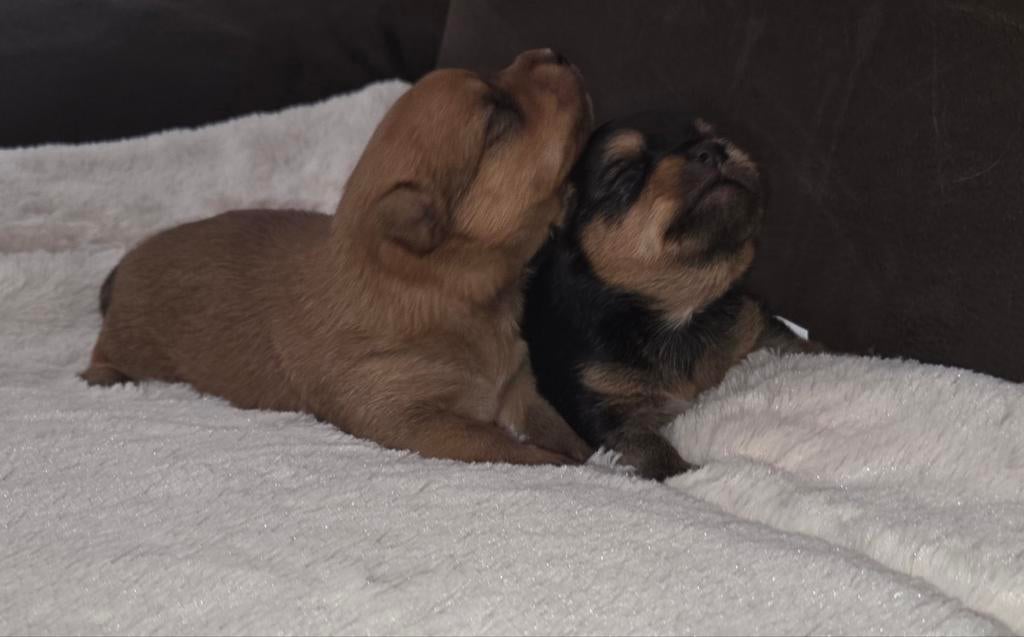 PRACHTIGE SHIH POM PUPS TE RESERVEREN..., Dieren en Toebehoren, Parvo, Overige rassen, 8 tot 15 weken, Meerdere