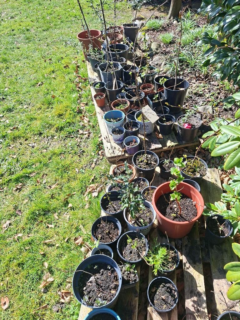 Allerlei boompjes, bessenstruik, aardbei, hibiscusiscus etc, Ophalen, Minder dan 100 cm, Overige soorten, Volle zon