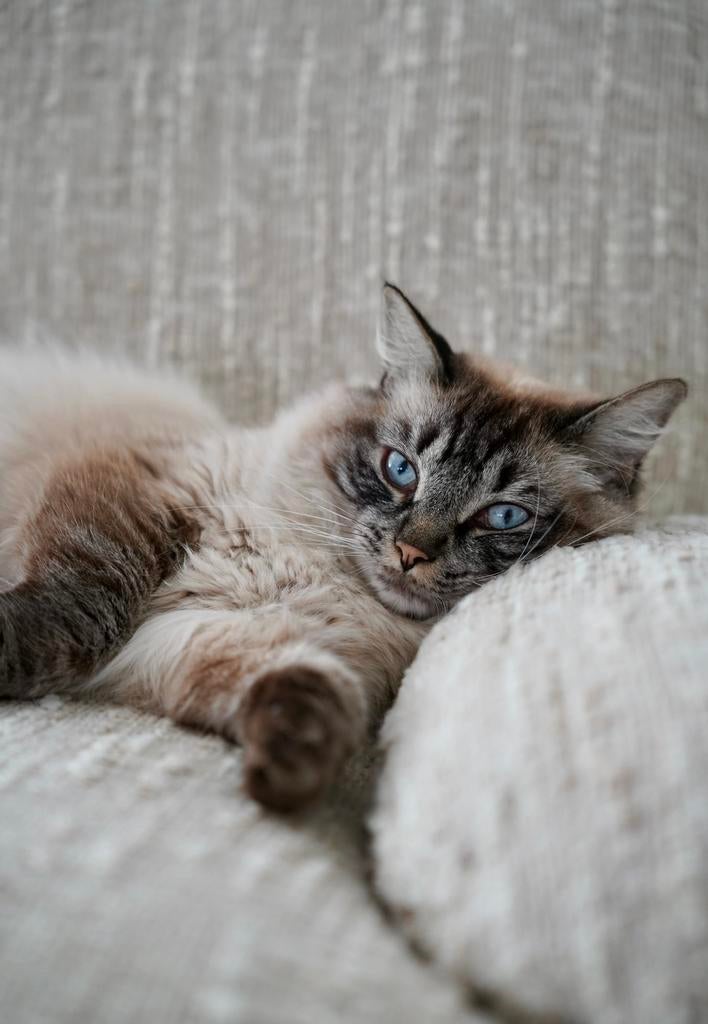 Ragdoll kater bijna 4 jaar oud, Kater, Gechipt, 3 tot 5 jaar