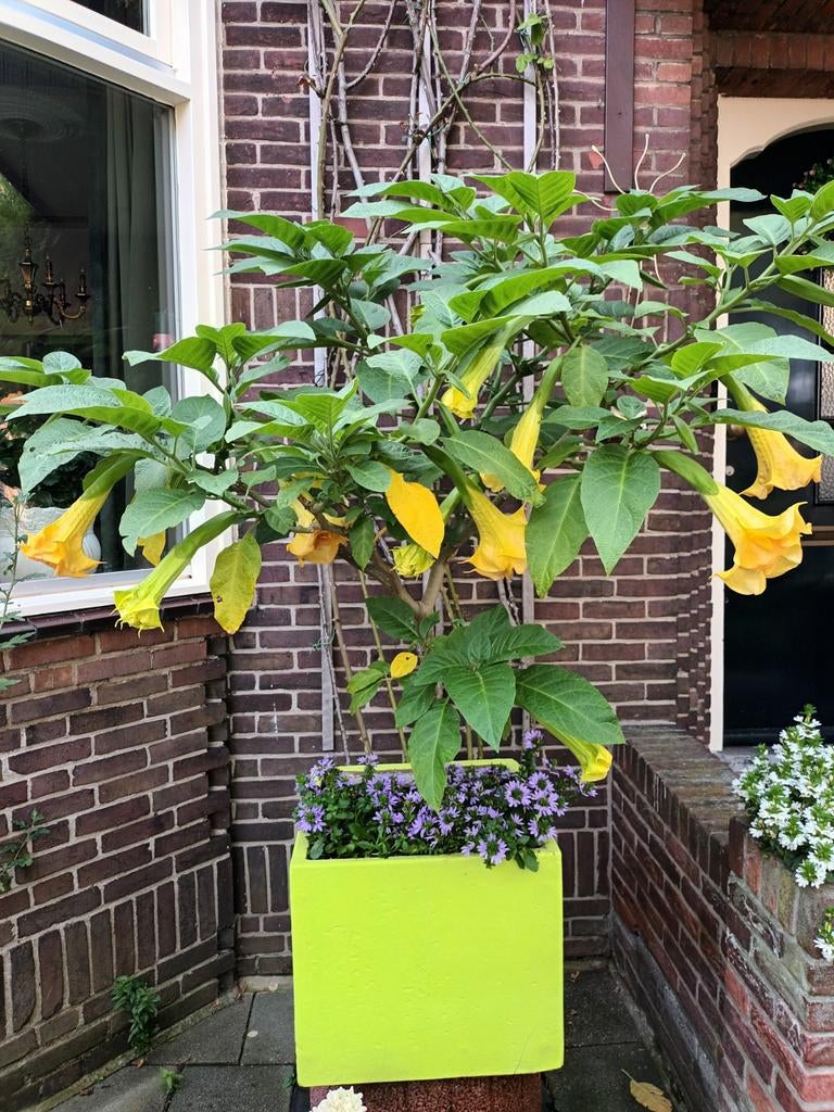 Brugmansia stekken ., Tuin en Terras, Planten | Bomen, Halfschaduw, Minder dan 100 cm, Zomer, Overige soorten