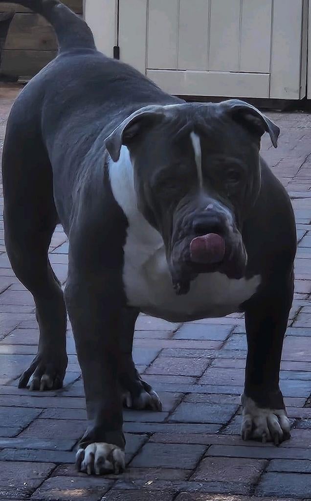 Bully xl teef met stamboom, 6 jaar of ouder, Teef, Bulldog, Eén hond