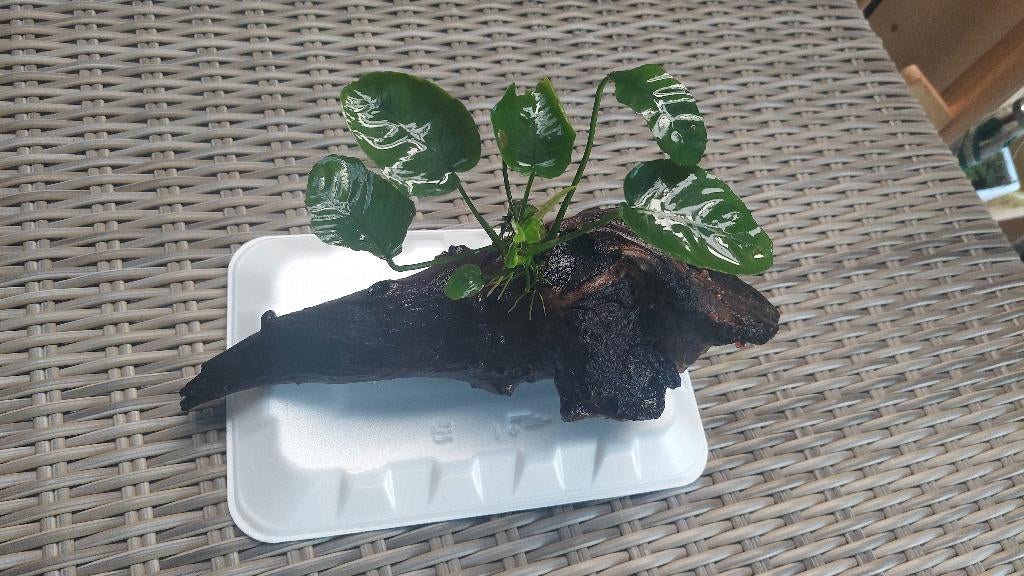 Aquariumhout met Anubias Barteri (A), Ophalen, Nieuw, Plant(en), Steen of Hout