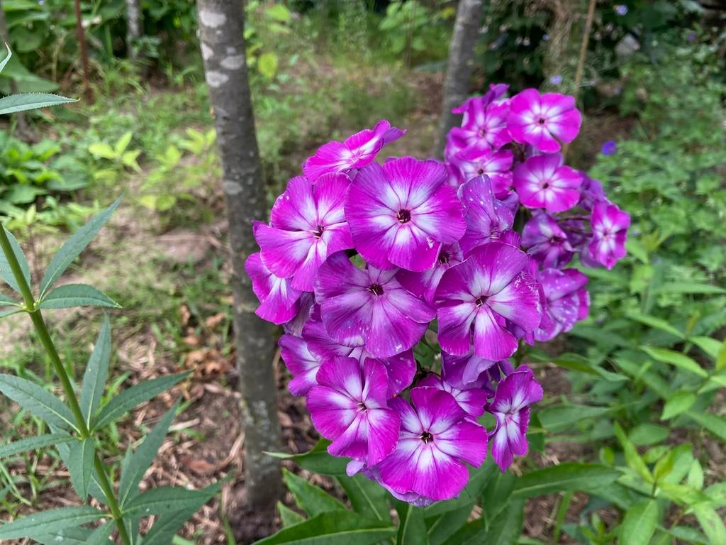 Vlambloem - Phlox paniculata ‘laura’, Ophalen, Overige soorten, Volle zon